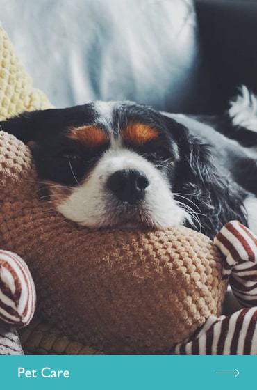 Pet Care